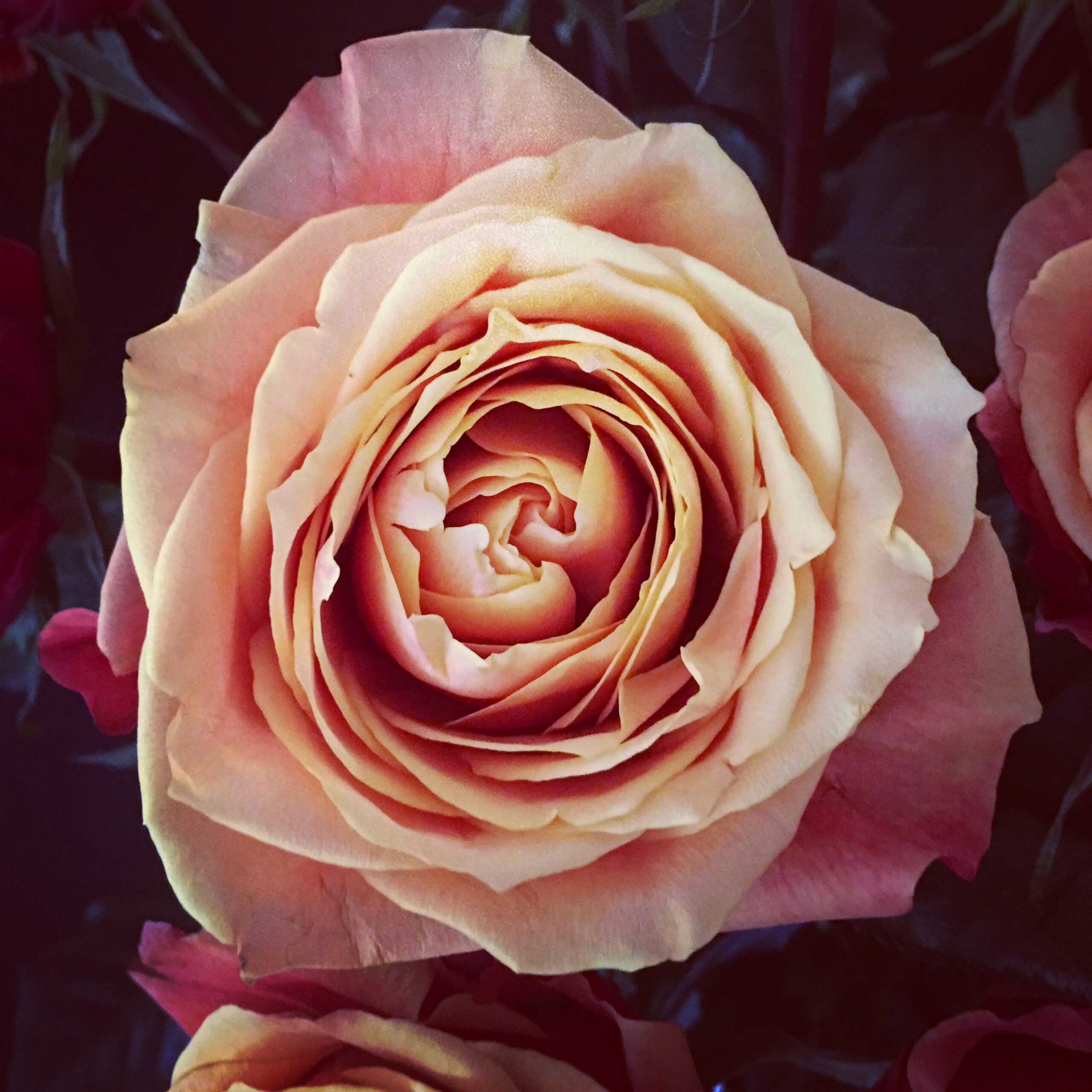 Painting the Muse - NEW